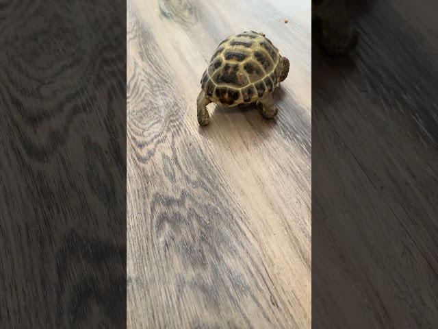 CHECK OUT that tail waggle SO CUTE ☺️ #tortoise #pets