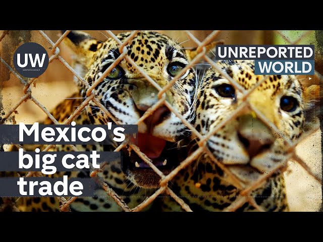 Mexico's Exotic Pet Trade | Unreported World