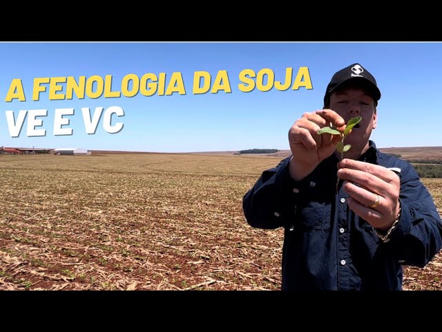 FENOLOGIA da SOJA: VE - Emergência e VC - Fase cotiledonar