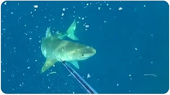 Shark attack spear fishing