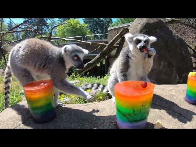 Cute Zoo Animals Have Fun In The Sun