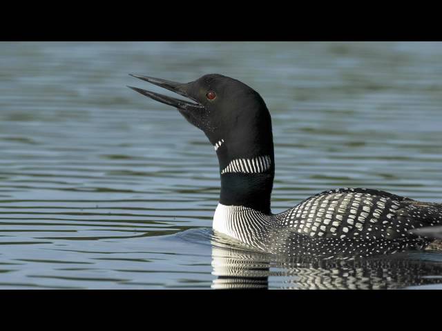 Voices: Common Loon