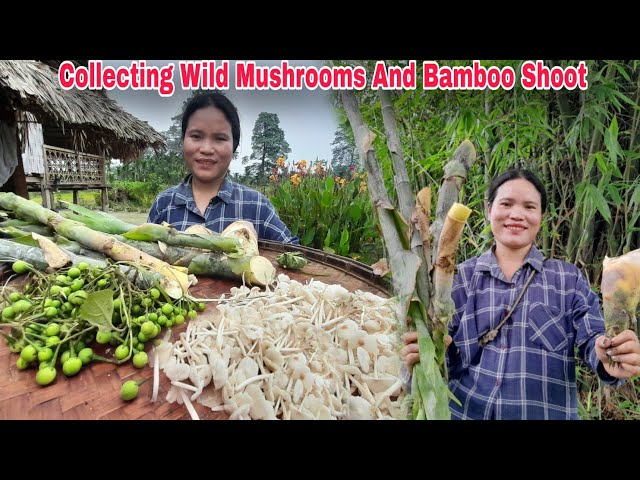 Collecting Wild Mushrooms And Bamboo Shoot || Village Lifestyle || Jungle Vegetables