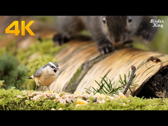 Cat TV 4K UHD - Beautiful Birds and Squirrels in Canadian Forest