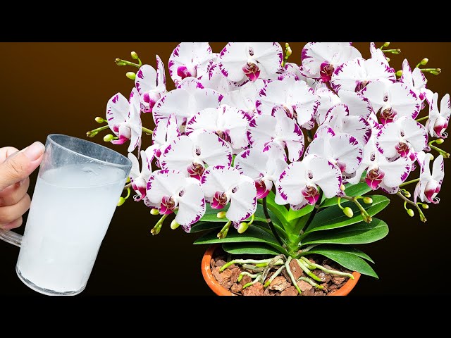 Just Need 1 Cup of This Water! Roots, Leaves and Orchids Bloom Out of Control!