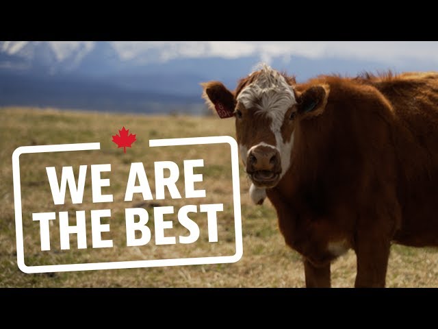 Why Alberta's grasslands are the perfect place to raise cattle | We Are The Best