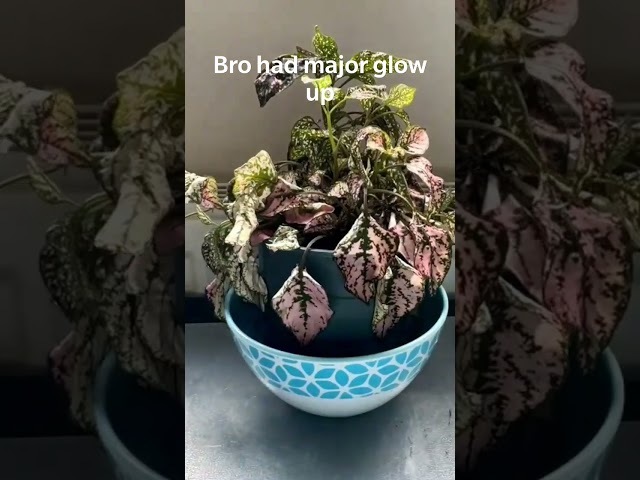 pink polka dot plant bottom water time lapse