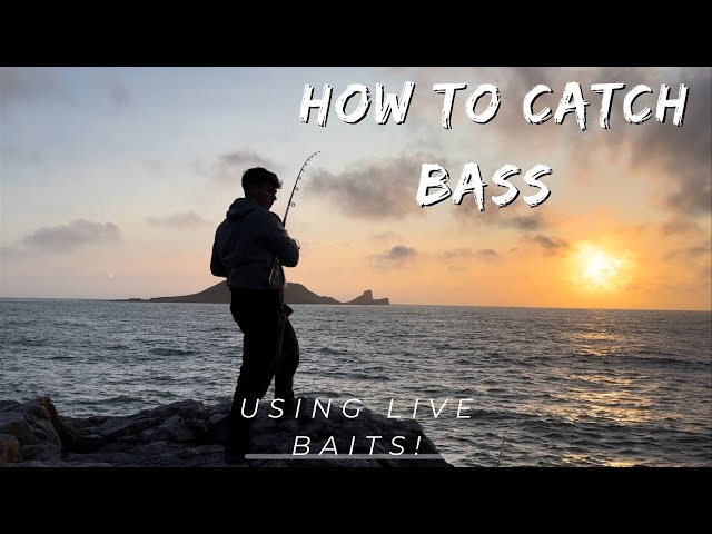 SEA FISHING GOWER - Catching bass on live baits!