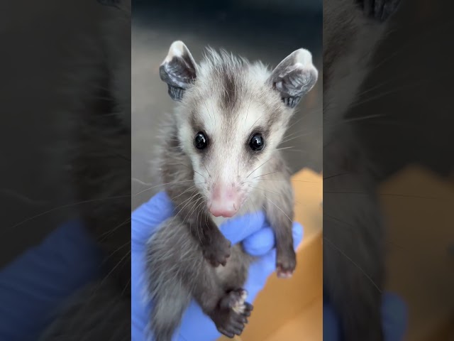 Baby Possum