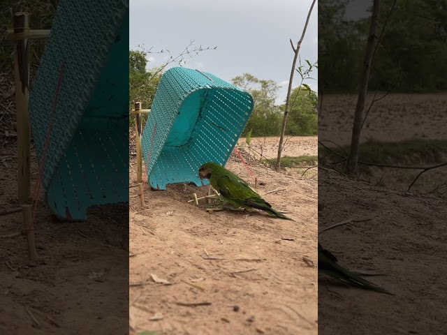 Primitive technology - Easy Parrot Trap Using Big Basket