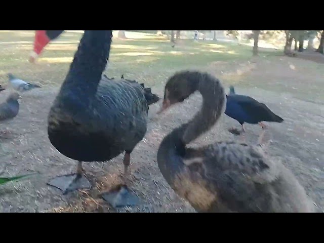 Brisbane water birds and others, with a new pekin duck.