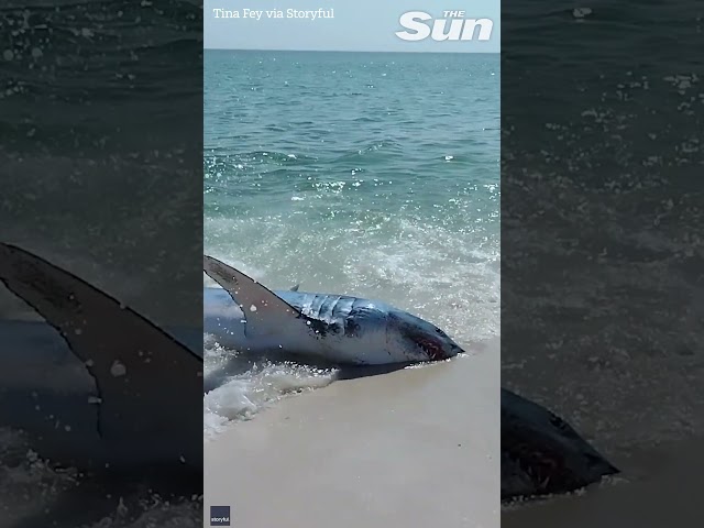 Brave beachgoers rescue HUGE stranded Great White Shark