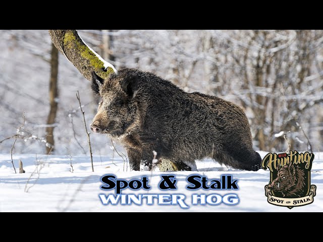 Spot & Stalk Winterschwein-BH 02