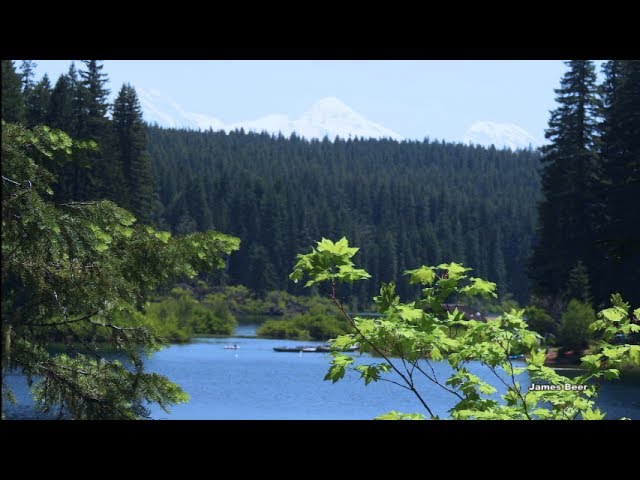 Virtual Hike: Deep Forest, Lake, Streams, Bridges - Actual Sound 53 Minutes