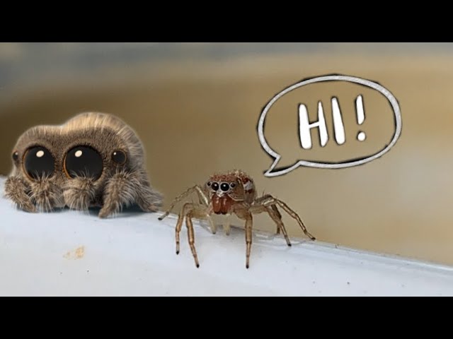 Are You Afraid of Spiders? We’ve Just Met @Lucas the Spider