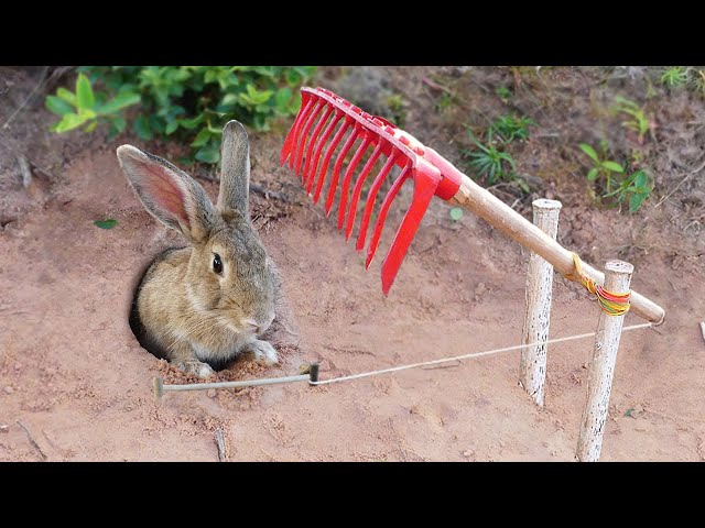 EASY RABBIT TRAB  - Technique Build DIY Rabbit Trap