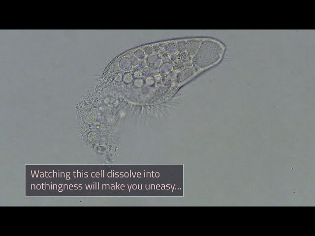Single-celled Organism Dies