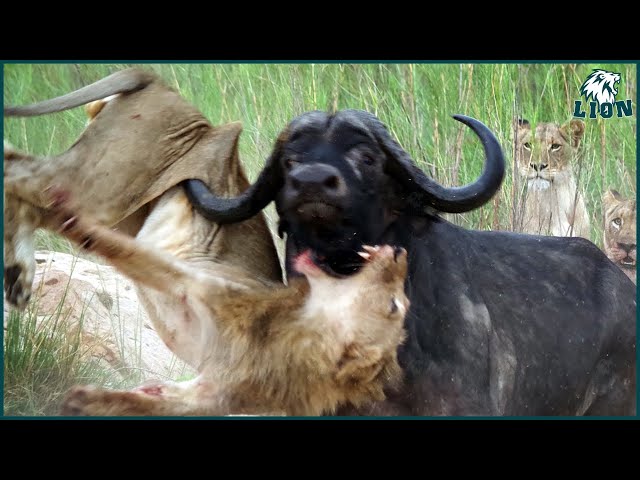 30 Moments When a Lion Attacks a Buffalo, What Happens Next in the Animal World?| Animal Documentary