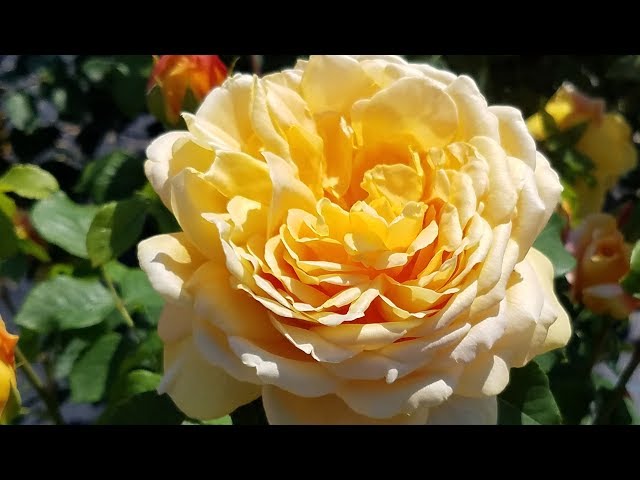 Best Roses - David Austin® Golden Celebration®🧡 English Rose//Stunning Large Golden Flowers!