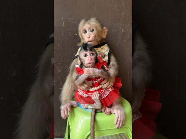 Big boy take care Meta baby #shortvideo #usa #animals #youtubeshorts #monkey
