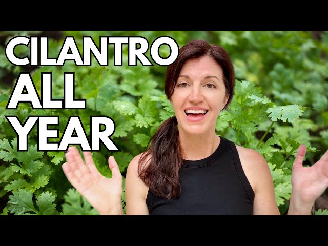 Growing Cilantro & How to Keep it Growing Year Round!