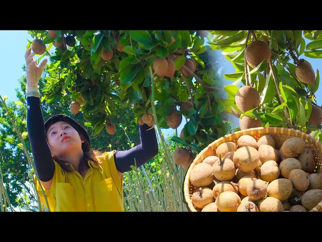 Full Video 30 Day:Harvesting Sapodilla,Corn,Tomatoes and Goes To Market Sell-Daily life