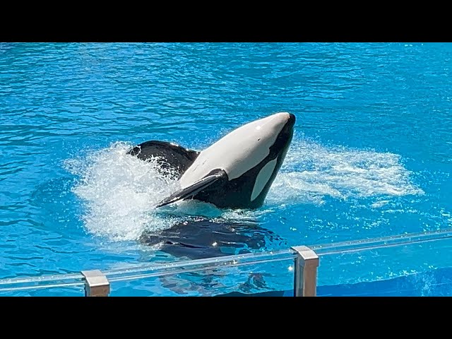 Orca Encounter (Full Show in 4K) | SeaWorld Orlando | June 18, 2024