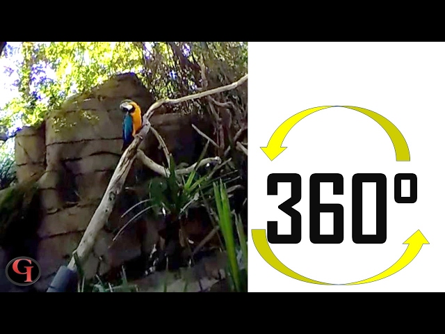 Curious Parrot (360 Video) | Gooboberti