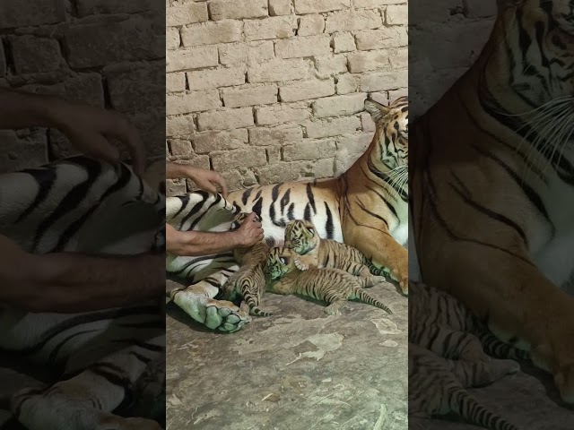 tiger cubs feeding 🍼🍼🐅🐆 time 💪😀