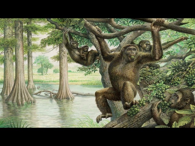 The Miocene Apes