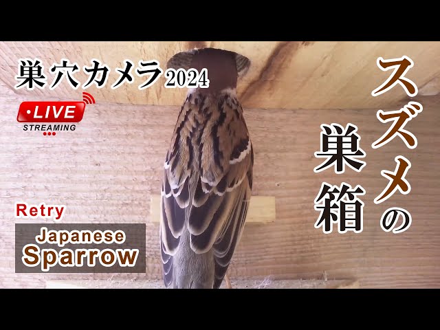孵化7日目 🐣×3 スズメの巣箱 巣穴カメラ 野鳥 Sparrow Nest Box Live Camera 2024/06/27