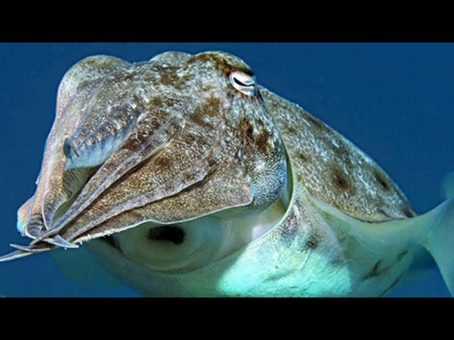 turtle eats cuttlefish