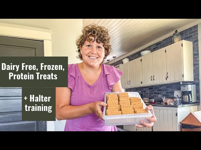 Dairy Free, Frozen, Protein Treats and Halter Training the Calves