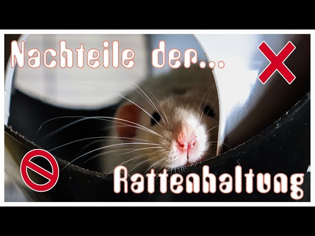 Tierisches Wissen: 5 Nachteile der Rattenhaltung