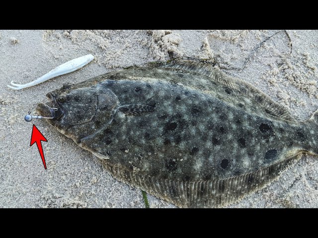 Why Use Single Jig & Gulp for Fluke? Deadliest Technique for BIG Flounder, Explained