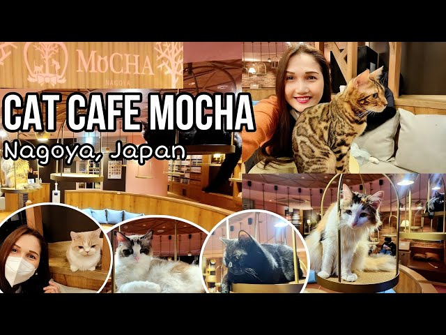 CAT CAFE IN JAPAN MOCHA CAT CAFE NAGOYA JAPAN
