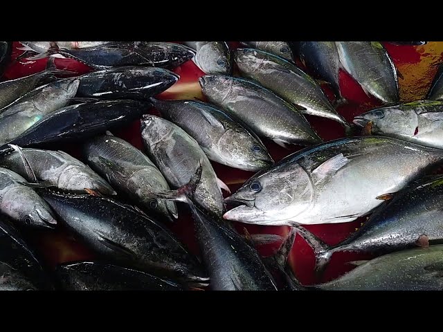 Tuna Fish Dismantling