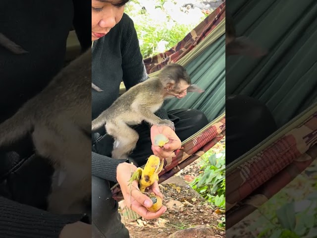 Monkey cute eating banana  #shorts