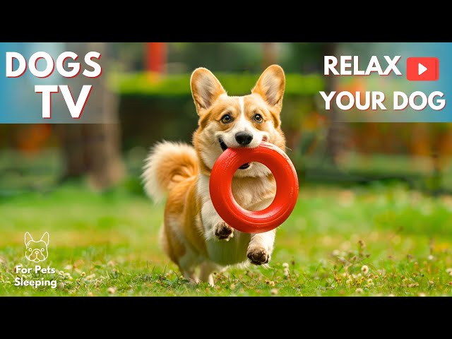 24 Hours of Dog TV & Prevent Boredom and Anxiety of Dogs + Ultimate Anti Anxiety Music For Dogs