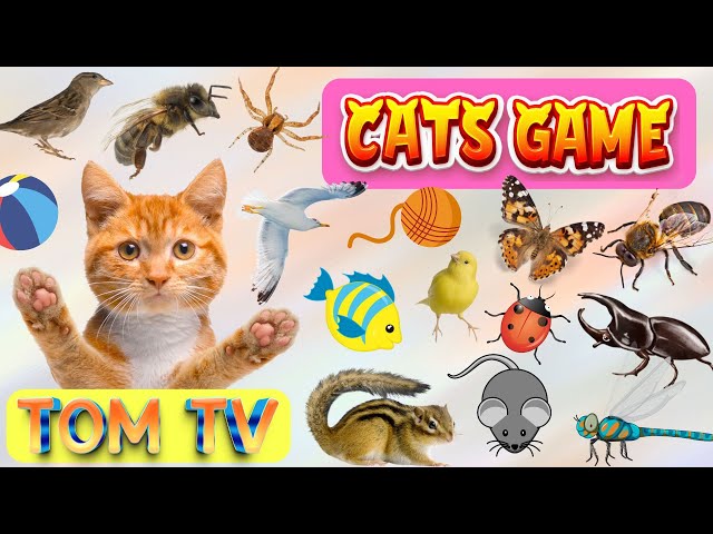 CAT GAMES TOM TV | Ultimate Cat TV Compilation SPECIAL VOLUME #17 | 8 HOURS | NO ADS 🐝🐞🦋🦎🦜🐜🐭🧵