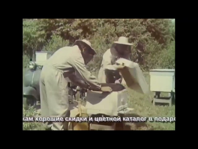 Содержание пчёл в многокорпусных ульях Фильм СССР