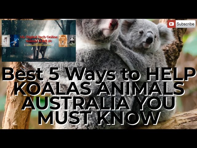Best 5 Ways to HELP KOALAS ANIMALS AUSTRALIA YOU MUST KNOW