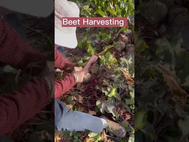 Beet Harvest #satisfying #short