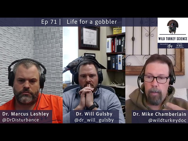 Life for a Gobbler: Wild Turkey Science Podcast, episode 71