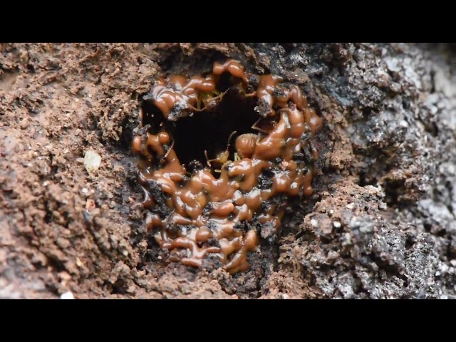 Nasutitermes walkeri repairing nest M4