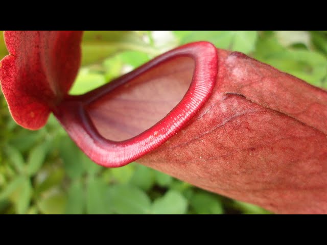 NEPENTHES CARE CONDITIONS | Carnivorous Plant Feeding