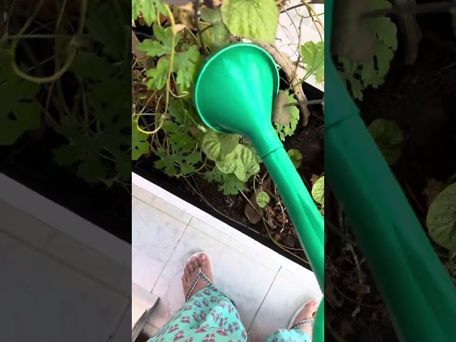 🪴💕😍Morning vlog#time spend with plants#watering#captureing🚌#dailyshorts#balconygarden