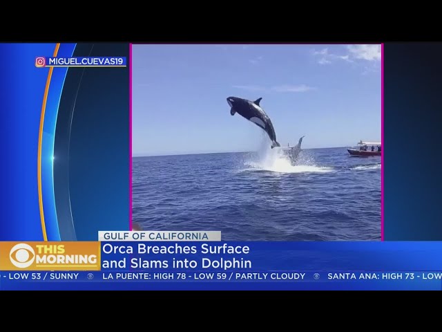 Mid-Air Collision! Breaching Orca Slams Into Jumping Dolphin