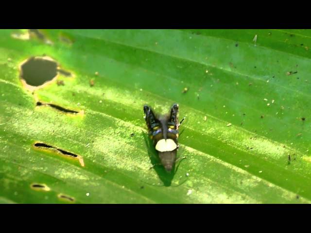 A moth with movements like a jumping spider