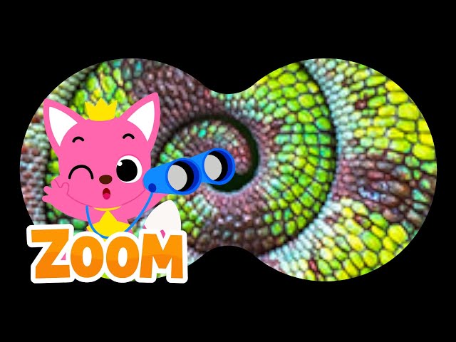 Animal Puzzle with Pinkfong |❓Guess the Animals | Zoom Zoom Zoom | Learn Animals